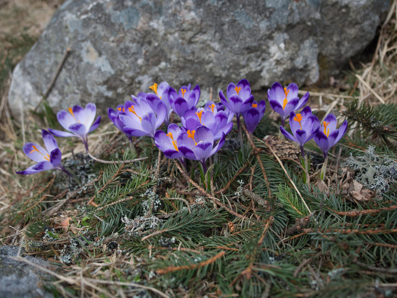 Nazwa:  R3300936_min.jpg
Wyświetleń: 89
Rozmiar:  275,5 KB