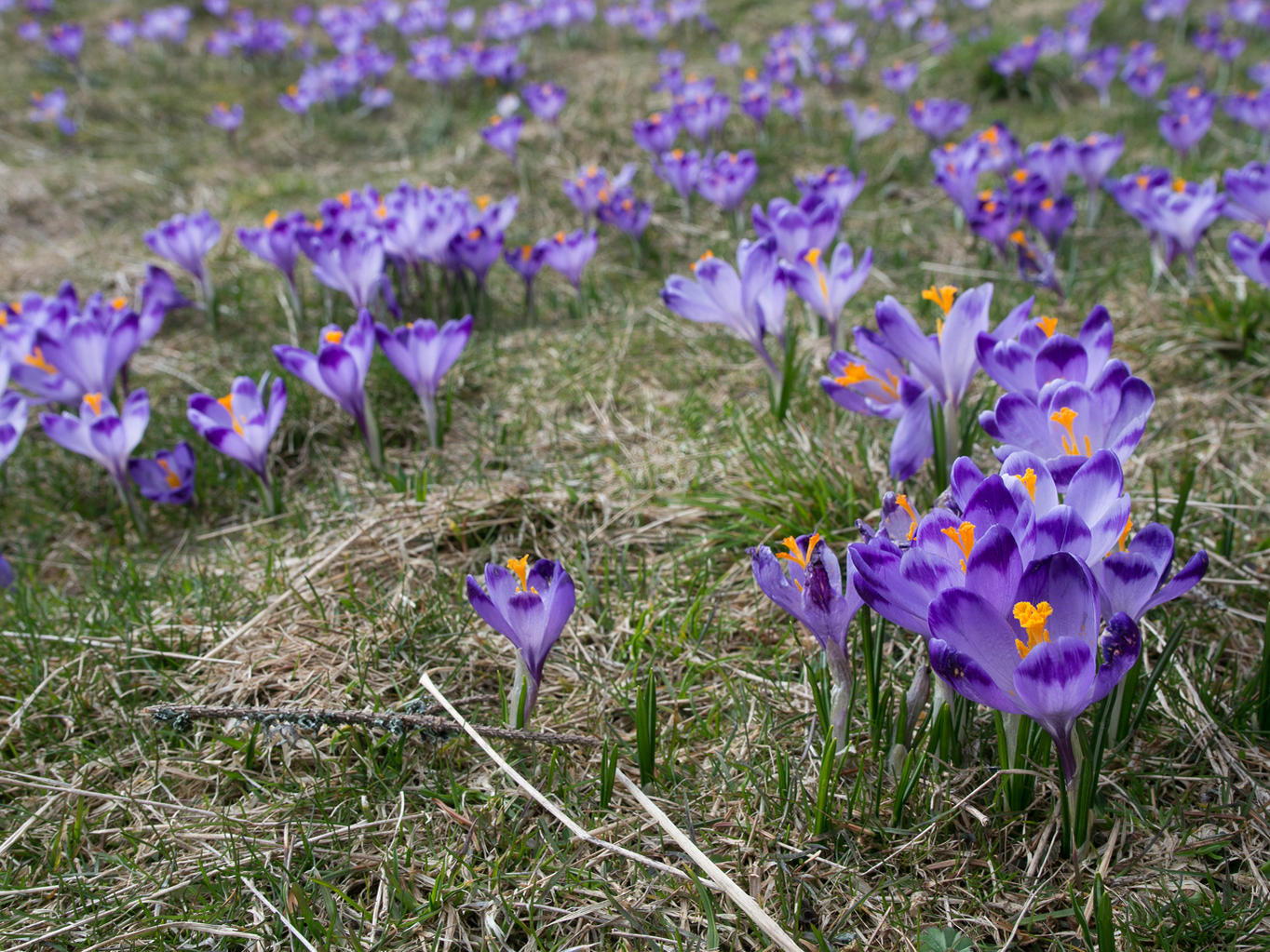 Nazwa:  R3300977_min.jpg
Wyświetleń: 84
Rozmiar:  348,4 KB