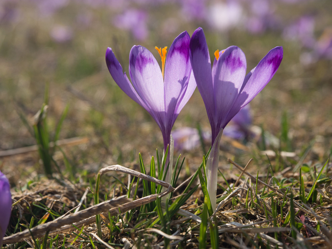 Nazwa:  R3300900_min.JPG
Wyświetleń: 87
Rozmiar:  922,0 KB