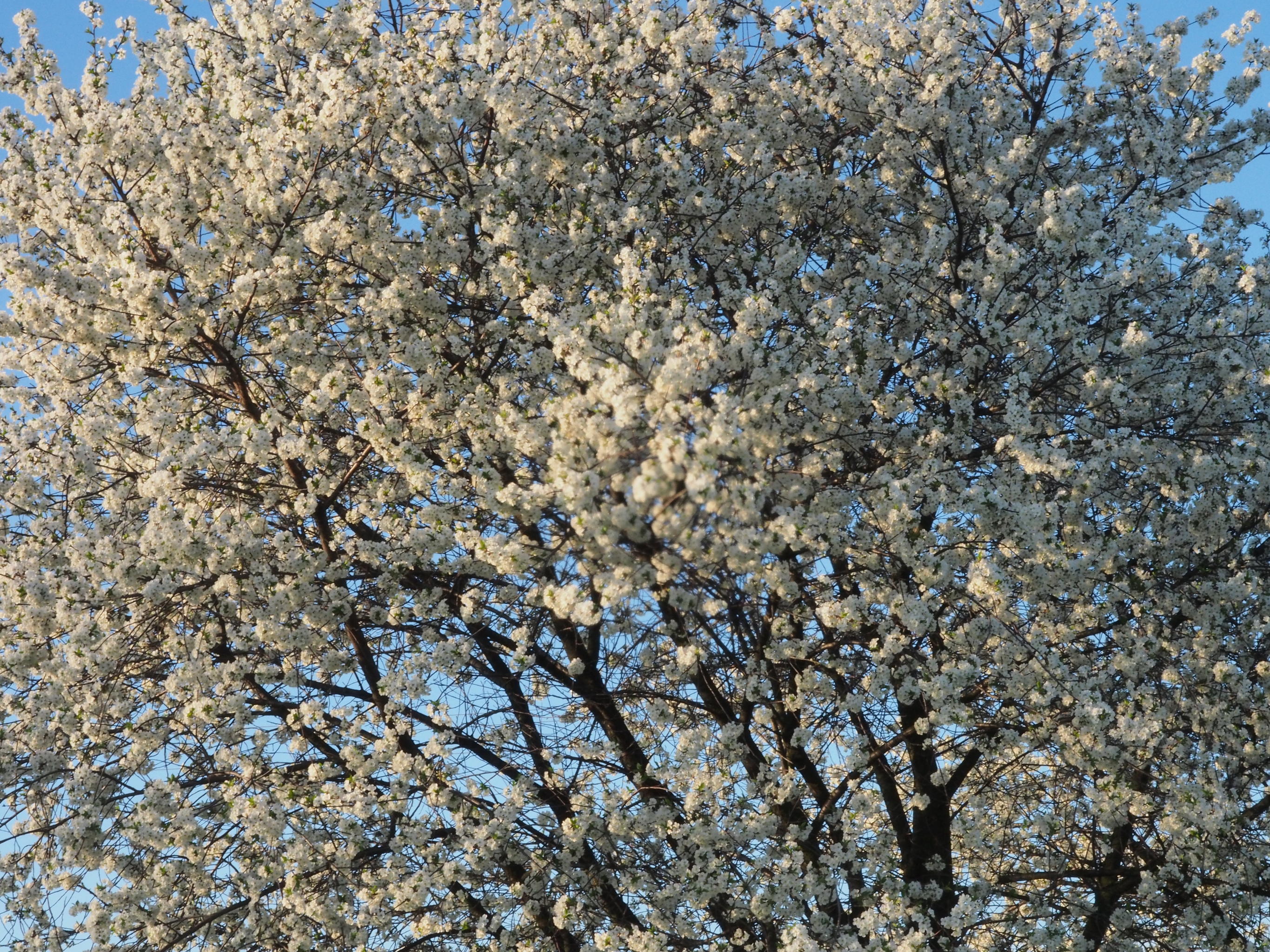 Nazwa:  R4201430.jpg
Wyświetleń: 457
Rozmiar:  1,34 MB