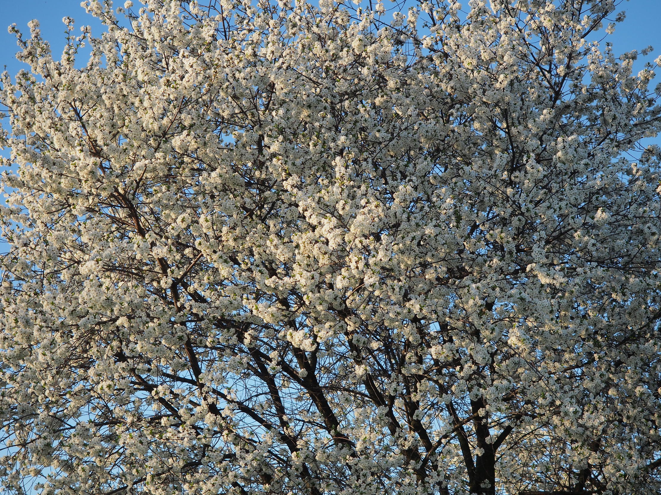 Nazwa:  R4201431.jpg
Wyświetleń: 452
Rozmiar:  1,39 MB