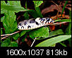 Kliknij obrazek, aby uzyskać większą wersję

Nazwa:	P4193110.JPG
Wyświetleń:	96
Rozmiar:	813,2 KB
ID:	116040