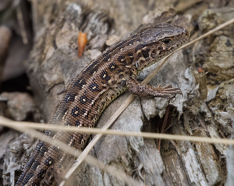 Nazwa:  jaszczur.JPG
Wyświetleń: 94
Rozmiar:  394,1 KB
