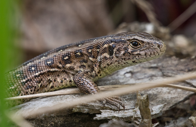 Nazwa:  jaszczur-2.JPG
Wyświetleń: 89
Rozmiar:  317,4 KB