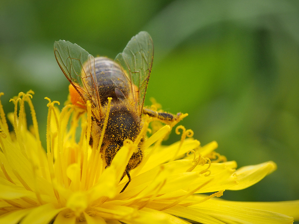 Nazwa:  zapylona.jpg
Wyświetleń: 102
Rozmiar:  274,6 KB