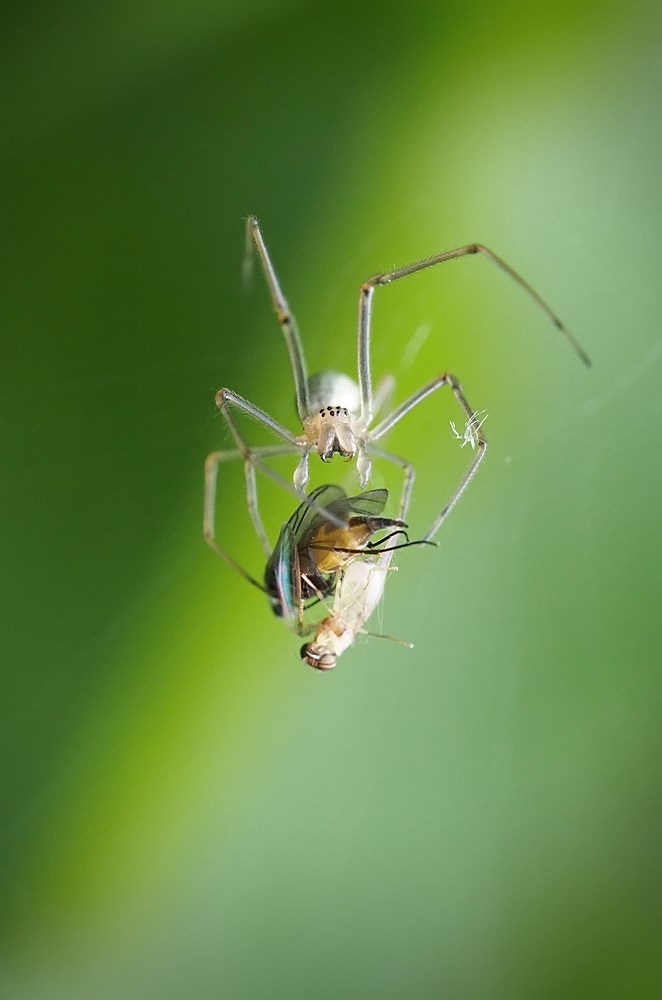 Nazwa:  spiderkiller.jpg
Wyświetleń: 100
Rozmiar:  53,6 KB