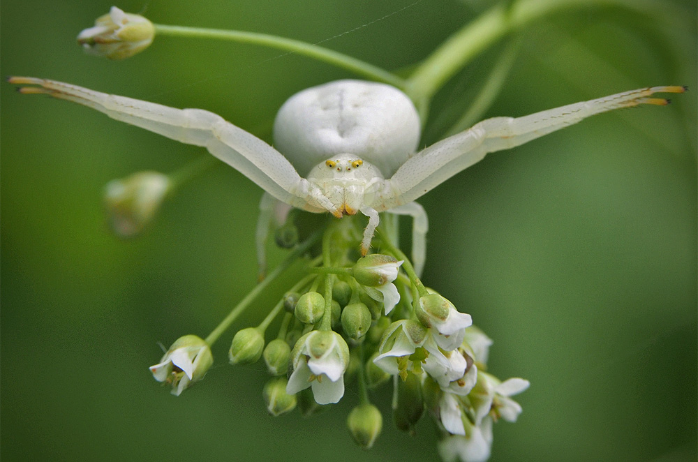 Nazwa:  spiderwhite.jpg
Wyświetleń: 102
Rozmiar:  217,7 KB