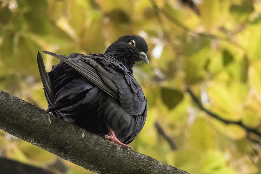 Nazwa:  P5040591-1.jpg
Wyświetleń: 89
Rozmiar:  526,0 KB