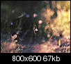 Kliknij obrazek, aby uzyskać większą wersję

Nazwa:	P5052283b.jpg
Wyświetleń:	132
Rozmiar:	67,4 KB
ID:	116866