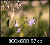 Kliknij obrazek, aby uzyskać większą wersję

Nazwa:	P5052287a.jpg
Wyświetleń:	134
Rozmiar:	57,2 KB
ID:	116871
