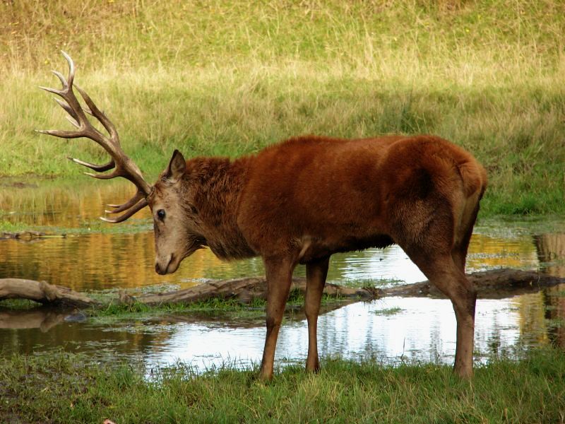 Kliknij obrazek, aby uzyskać większą wersję

Nazwa:	jeleĹ2.jpg
Wyświetleń:	114
Rozmiar:	124,2 KB
ID:	116878
