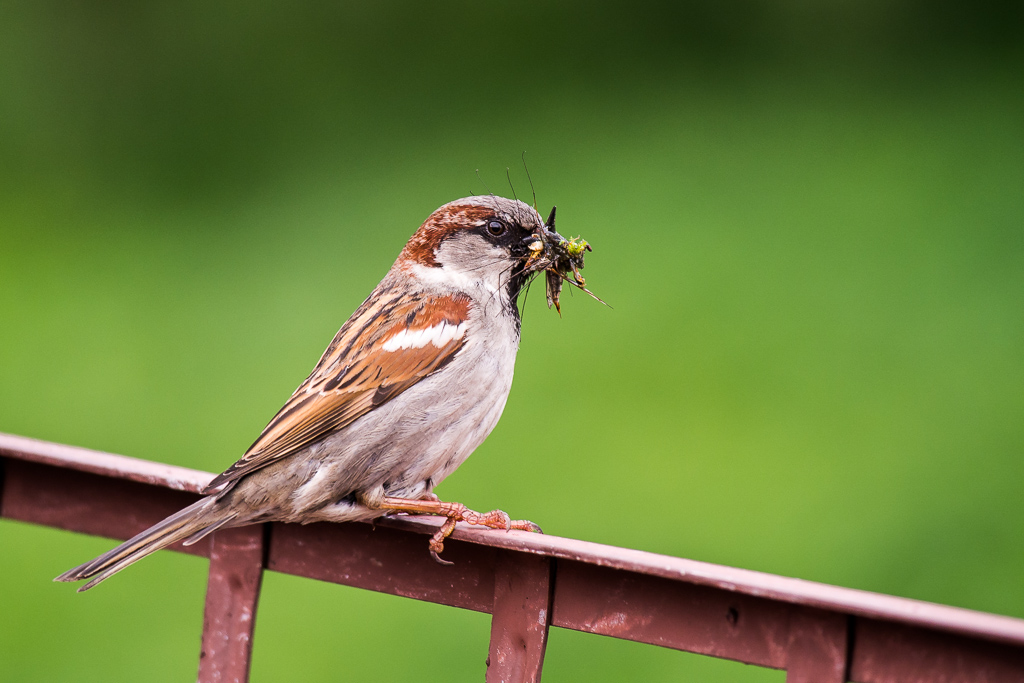 Nazwa:  P5168836.jpg
Wyświetleń: 117
Rozmiar:  279,6 KB