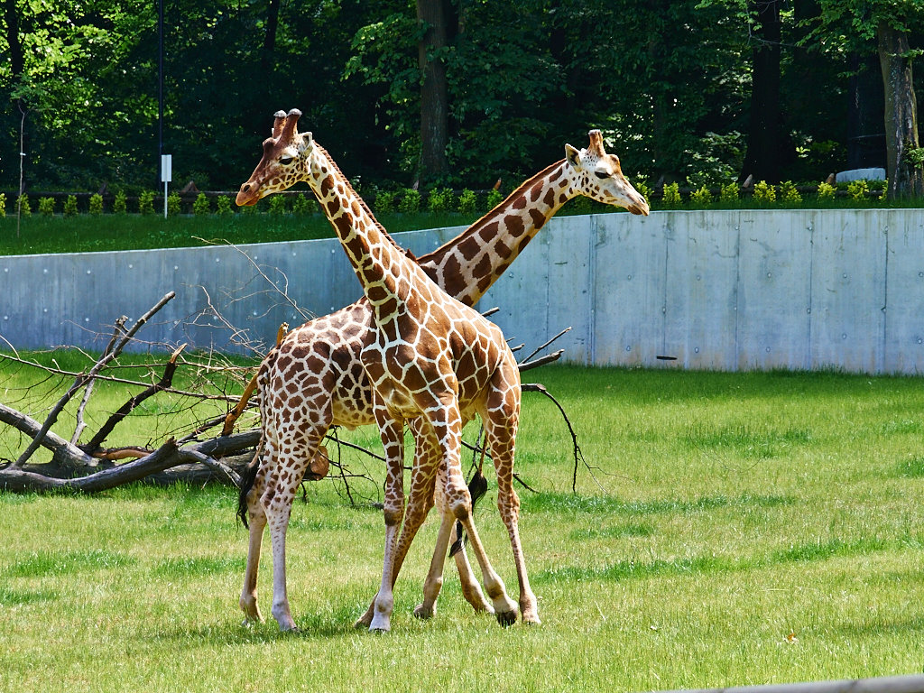 Nazwa:  P5259250.jpg
Wyświetleń: 88
Rozmiar:  353,7 KB