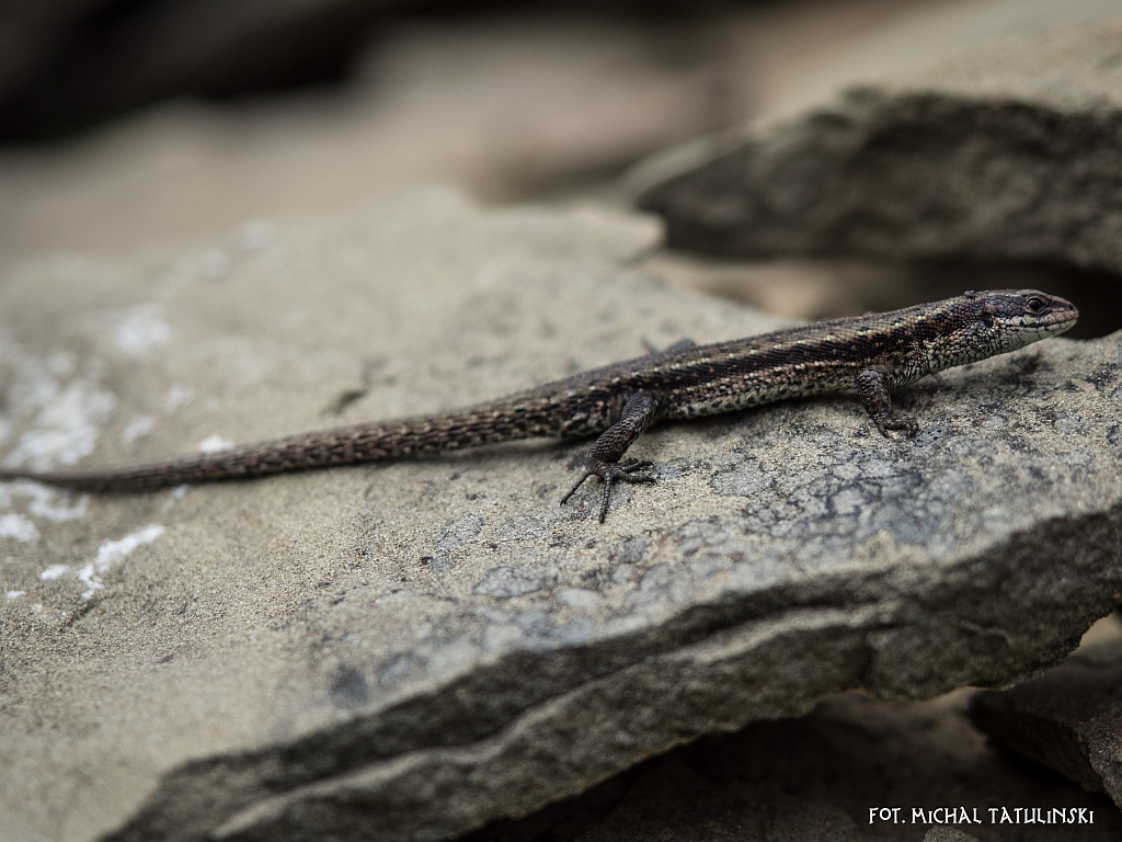 Nazwa:  P5242947.jpg
Wyświetleń: 84
Rozmiar:  421,4 KB