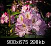 Kliknij obrazek, aby uzyskać większą wersję

Nazwa:	P5230284b.JPG
Wyświetleń:	51
Rozmiar:	397,6 KB
ID:	119282