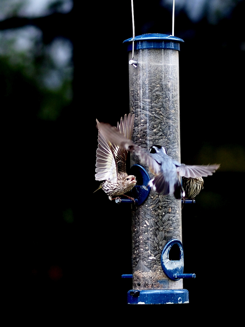 Nazwa:  E5176600rs.jpg
Wyświetleń: 71
Rozmiar:  322,4 KB