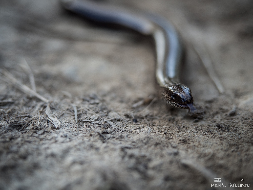 Nazwa:  P5243133.jpg
Wyświetleń: 103
Rozmiar:  394,3 KB