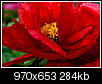 Kliknij obrazek, aby uzyskać większą wersję

Nazwa:	EST_2013_peonia.jpg
Wyświetleń:	80
Rozmiar:	283,8 KB
ID:	123068