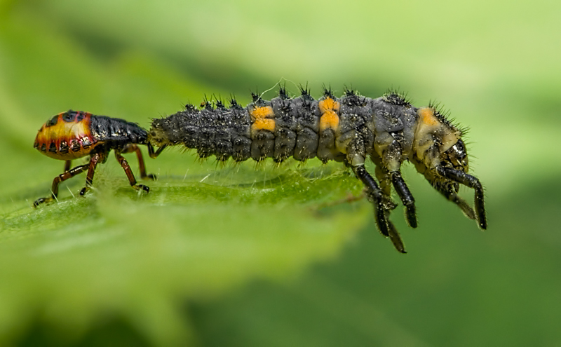 Nazwa:  jez-2.JPG
Wyświetleń: 174
Rozmiar:  241,9 KB