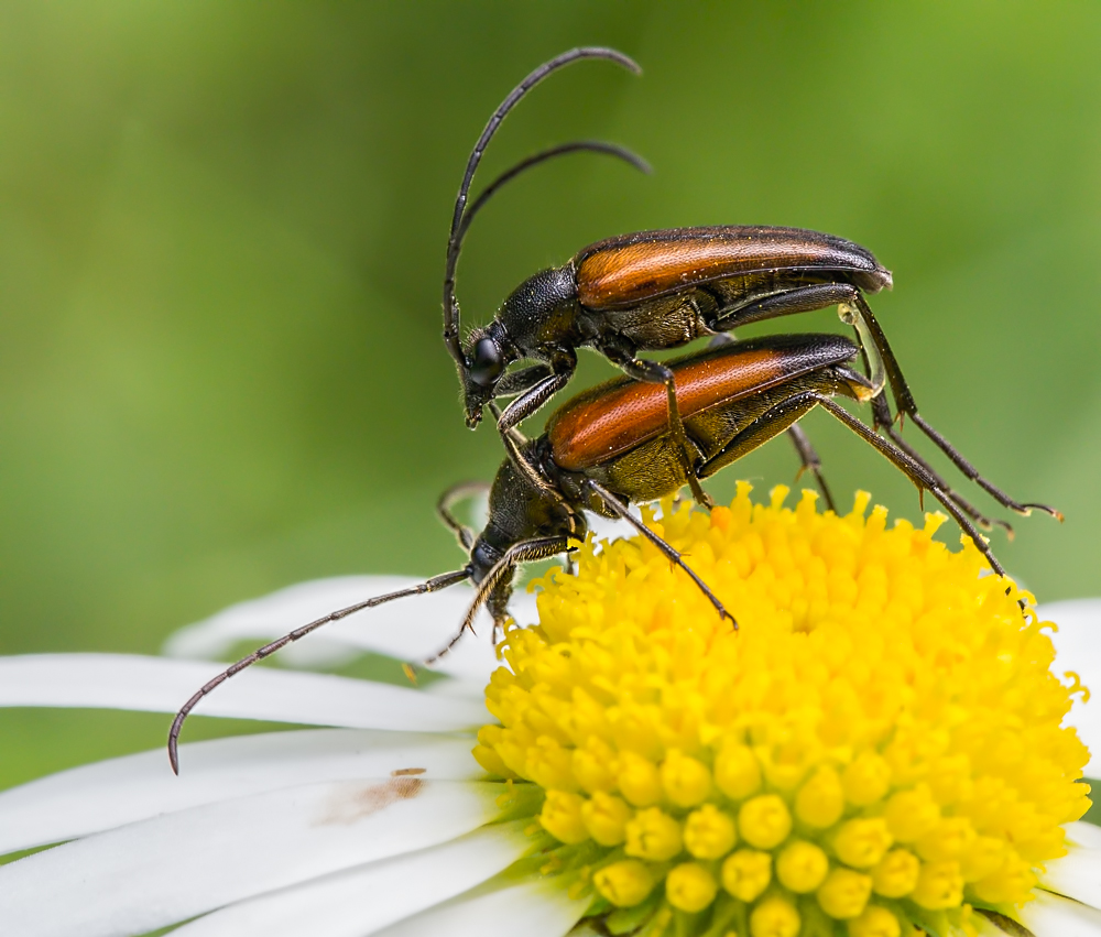 Kliknij obrazek, aby uzyskać większą wersję

Nazwa:	jezdzczy.JPG
Wyświetleń:	292
Rozmiar:	476,1 KB
ID:	123227