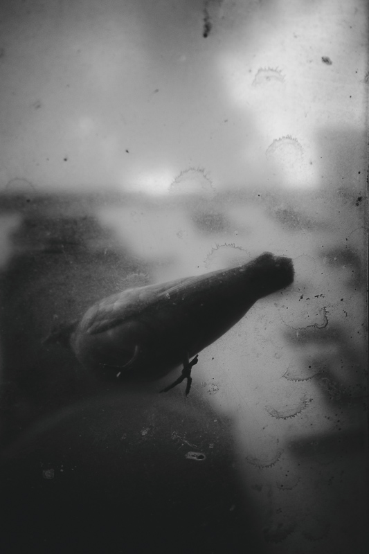 Nazwa:  DSCF4960-Edit-2.jpg
Wyświetleń: 228
Rozmiar:  139,8 KB