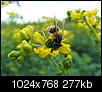 Kliknij obrazek, aby uzyskać większą wersję

Nazwa:	P8200090.jpg
Wyświetleń:	411
Rozmiar:	277,2 KB
ID:	126378