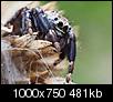 Kliknij obrazek, aby uzyskać większą wersję

Nazwa:	skaks_1_1000_1.jpg
Wyświetleń:	61
Rozmiar:	480,5 KB
ID:	127907
