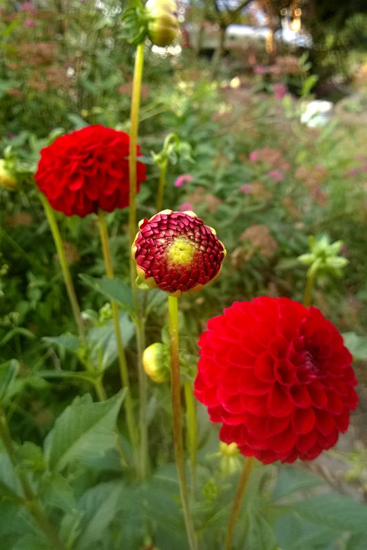 Nazwa:  WP_20140721_19_24_55_Pro-Resiz-800Q100M.jpg
Wyświetleń: 156
Rozmiar:  351,6 KB