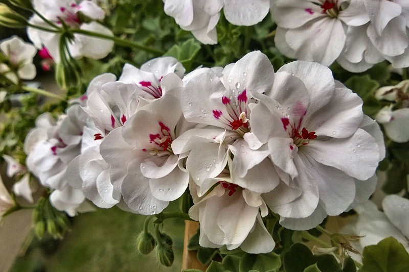 Nazwa:  2014_09_11_15_39_17_HDR(1)-Resizer-800Q100M.jpg
Wyświetleń: 172
Rozmiar:  401,1 KB