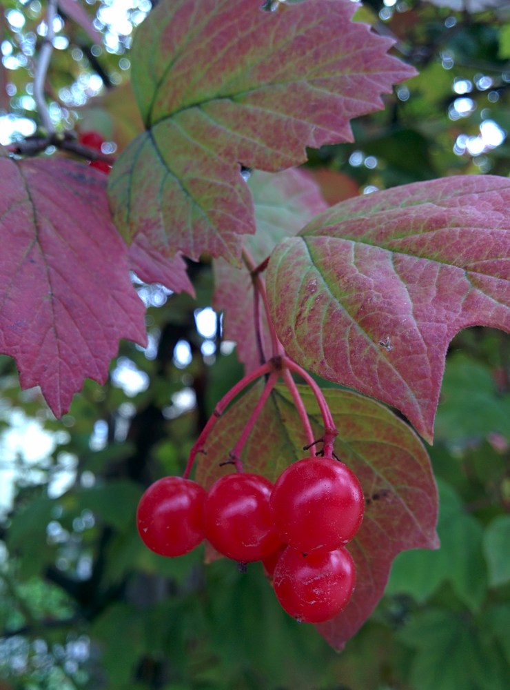 Nazwa:  IMG_20140911_174510.jpg
Wyświetleń: 167
Rozmiar:  137,8 KB