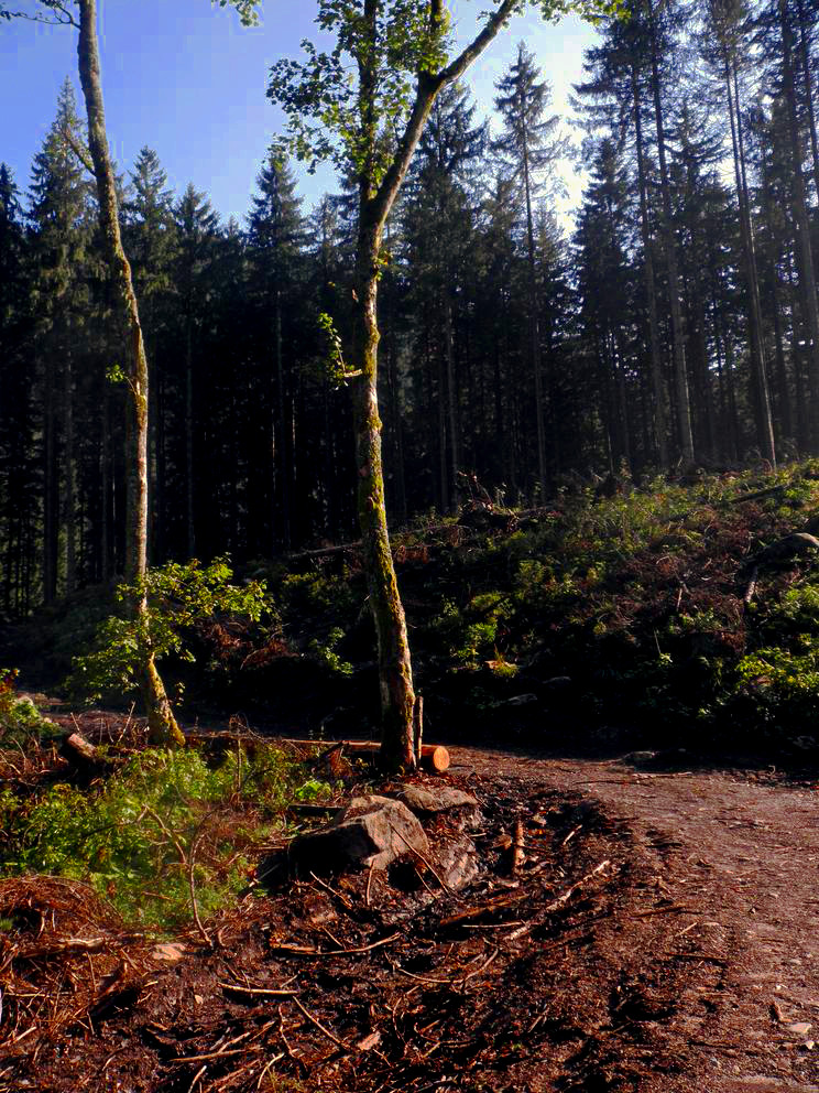 Nazwa:  oly_8.jpg
Wyświetleń: 105
Rozmiar:  337,7 KB