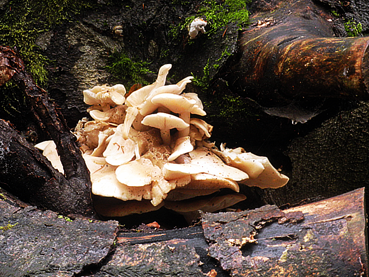 Nazwa:  grzyb.png
Wyświetleń: 193
Rozmiar:  1.015,4 KB