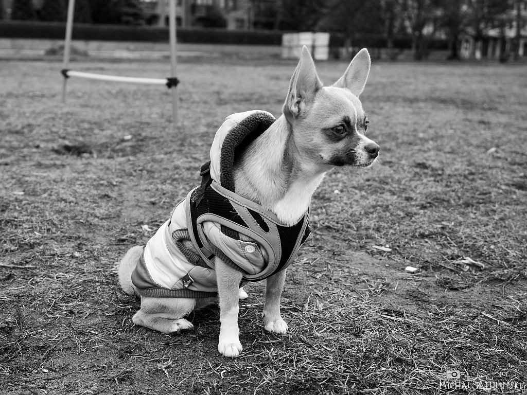 Nazwa:  PC134318.jpg
Wyświetleń: 234
Rozmiar:  555,5 KB