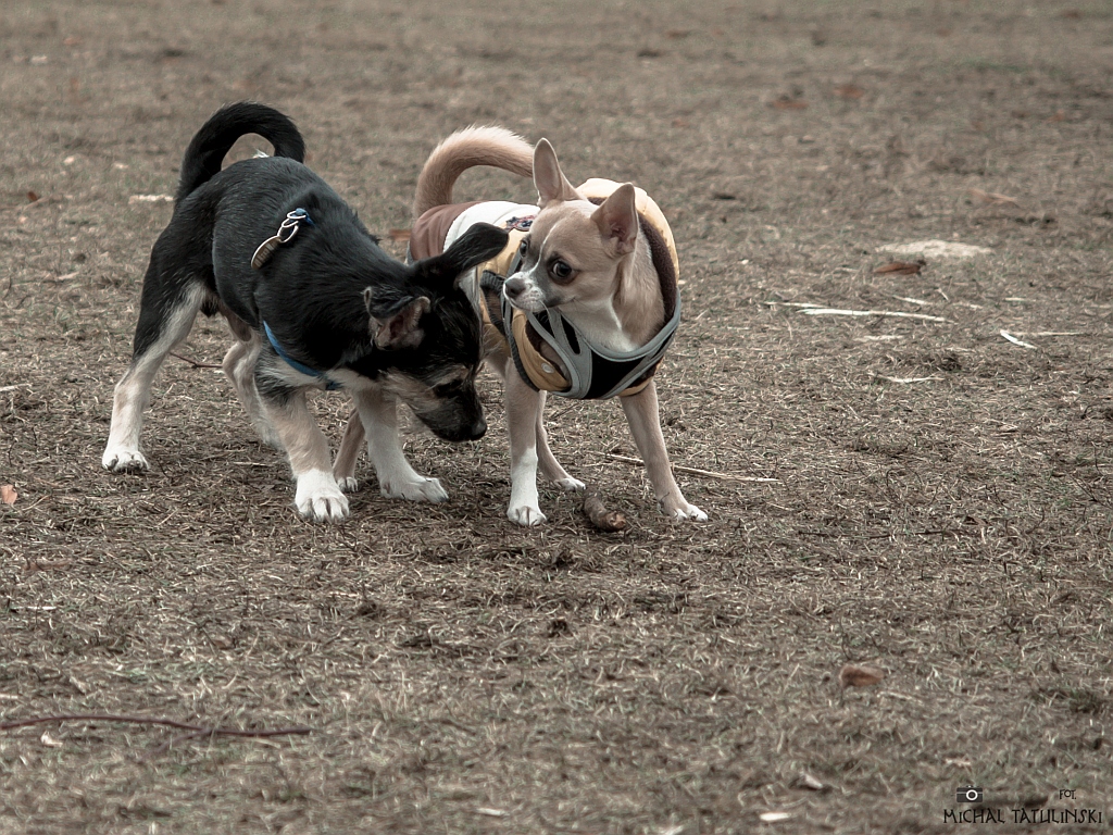 Nazwa:  PC134326.jpg
Wyświetleń: 126
Rozmiar:  599,0 KB