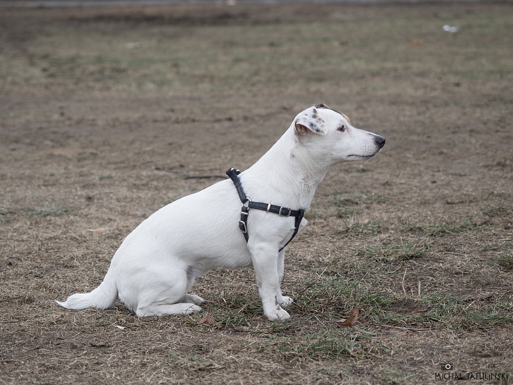 Nazwa:  PC134331.jpg
Wyświetleń: 172
Rozmiar:  414,9 KB