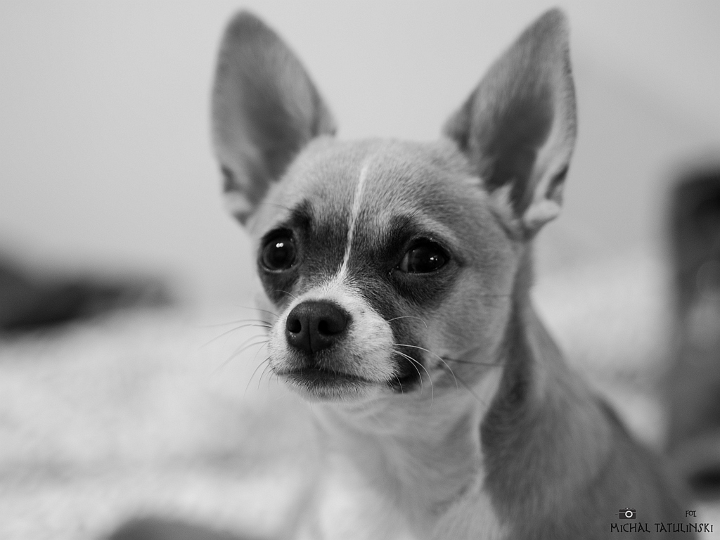 Nazwa:  PB304278.jpg
Wyświetleń: 168
Rozmiar:  262,7 KB