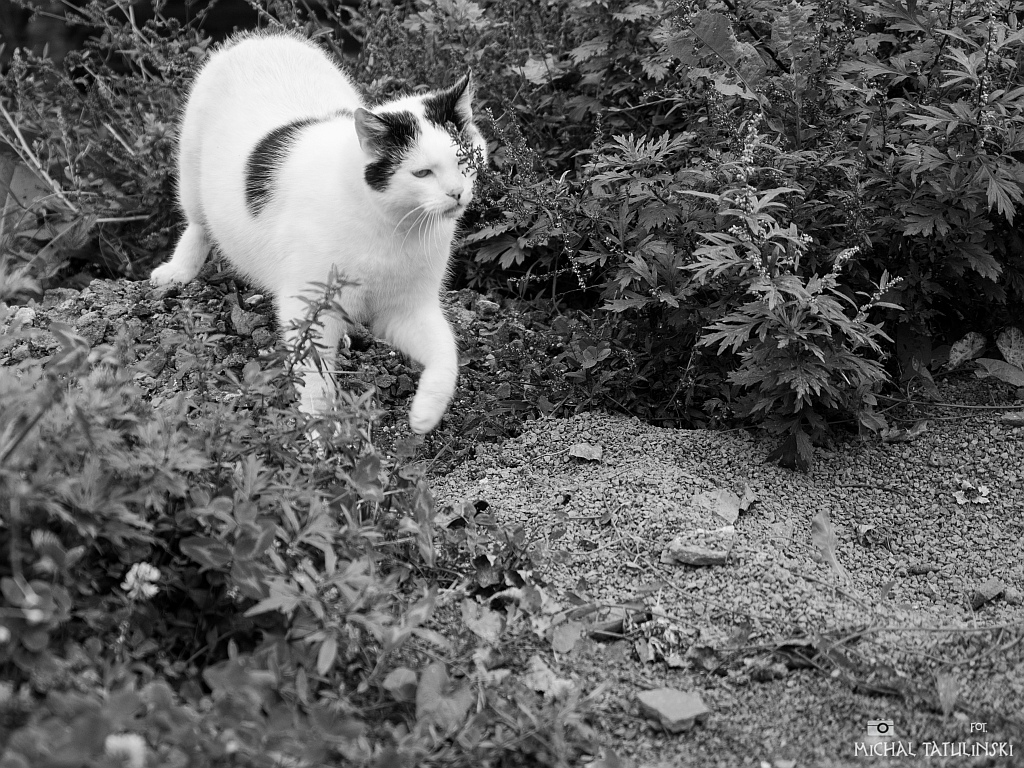 Nazwa:  PA054245.jpg
Wyświetleń: 150
Rozmiar:  496,5 KB