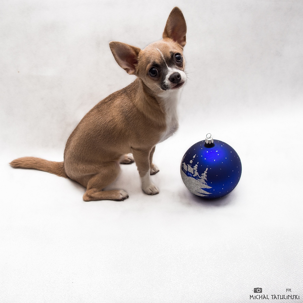 Nazwa:  PC274494.jpg
Wyświetleń: 158
Rozmiar:  388,2 KB