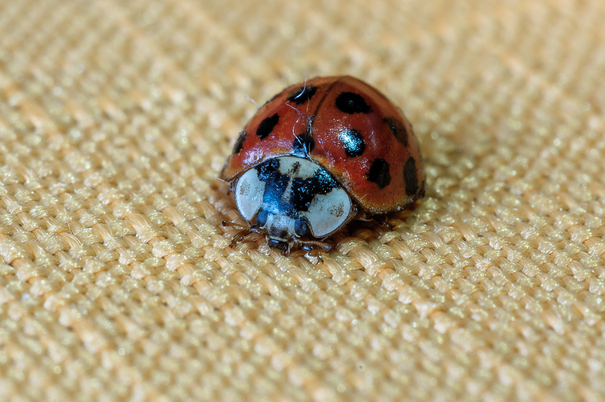 Nazwa:  _DSC3280.JPG
Wyświetleń: 103
Rozmiar:  723,5 KB