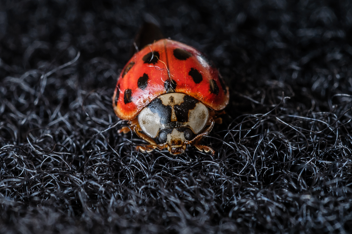 Nazwa:  _DSC3284.JPG
Wyświetleń: 115
Rozmiar:  713,4 KB