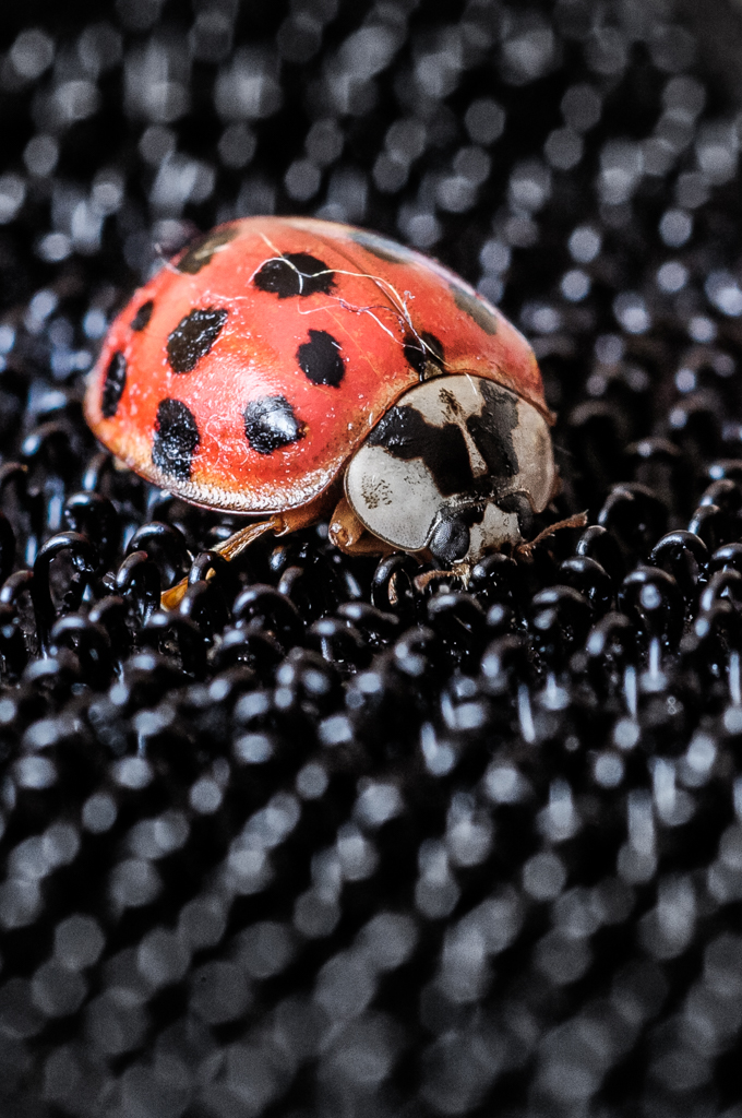 Nazwa:  _DSC3310.JPG
Wyświetleń: 86
Rozmiar:  553,5 KB