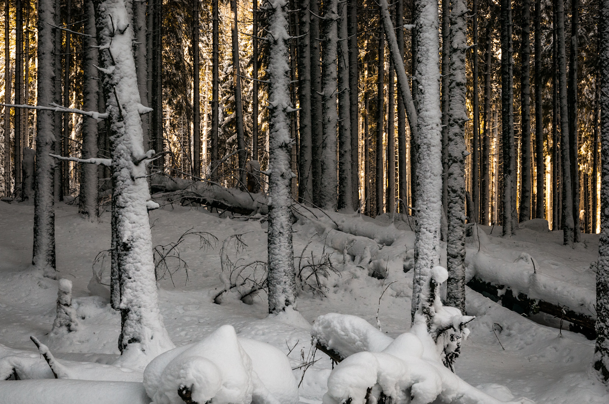 Nazwa:  _DSC1738.jpg
Wyświetleń: 99
Rozmiar:  743,0 KB