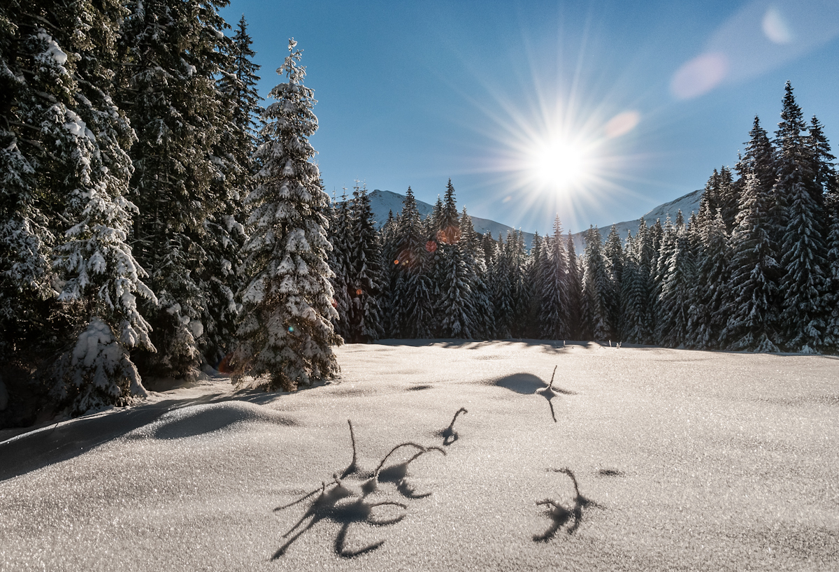 Nazwa:  _DSC1801.jpg
Wyświetleń: 95
Rozmiar:  972,4 KB