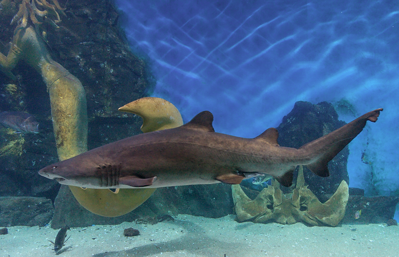 Nazwa:  rybok-4.JPG
Wyświetleń: 384
Rozmiar:  444,2 KB