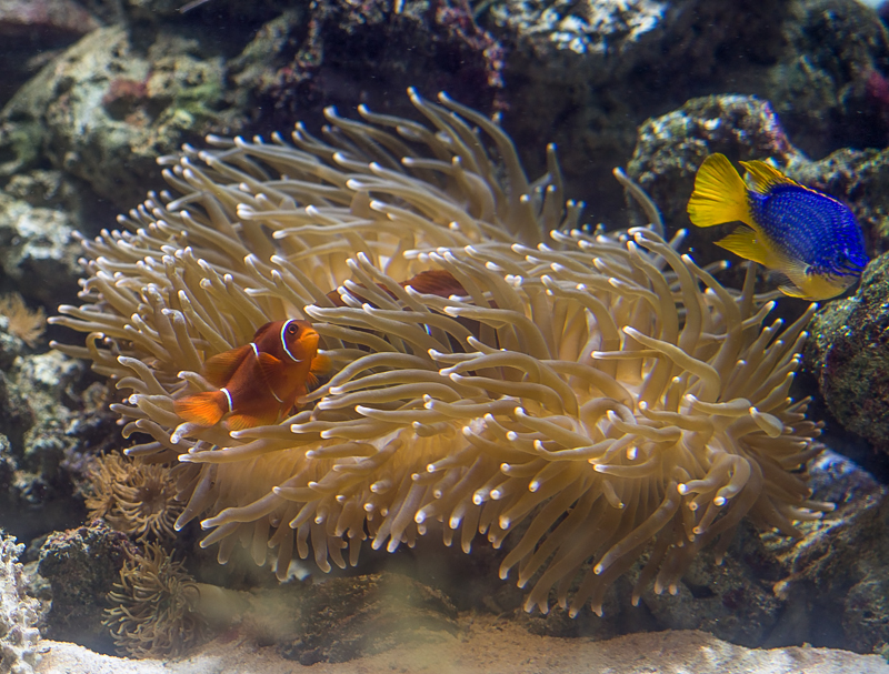 Nazwa:  rybok-5.JPG
Wyświetleń: 334
Rozmiar:  494,4 KB