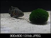 Kliknij obrazek, aby uzyskać większą wersję

Nazwa:	PC110058.jpg
Wyświetleń:	53
Rozmiar:	130,6 KB
ID:	139848