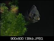 Kliknij obrazek, aby uzyskać większą wersję

Nazwa:	PC040021.jpg
Wyświetleń:	61
Rozmiar:	138,7 KB
ID:	139851