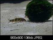 Kliknij obrazek, aby uzyskać większą wersję

Nazwa:	_DSC1163.jpg
Wyświetleń:	67
Rozmiar:	135,6 KB
ID:	139852