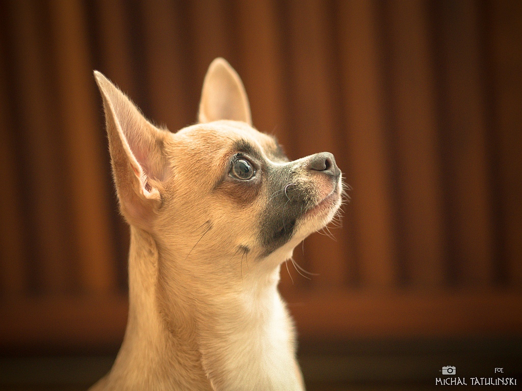 Nazwa:  P2074506.jpg
Wyświetleń: 96
Rozmiar:  310,4 KB