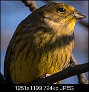 Kliknij obrazek, aby uzyskać większą wersję

Nazwa:	ptok1-2.JPG
Wyświetleń:	56
Rozmiar:	723,5 KB
ID:	140475